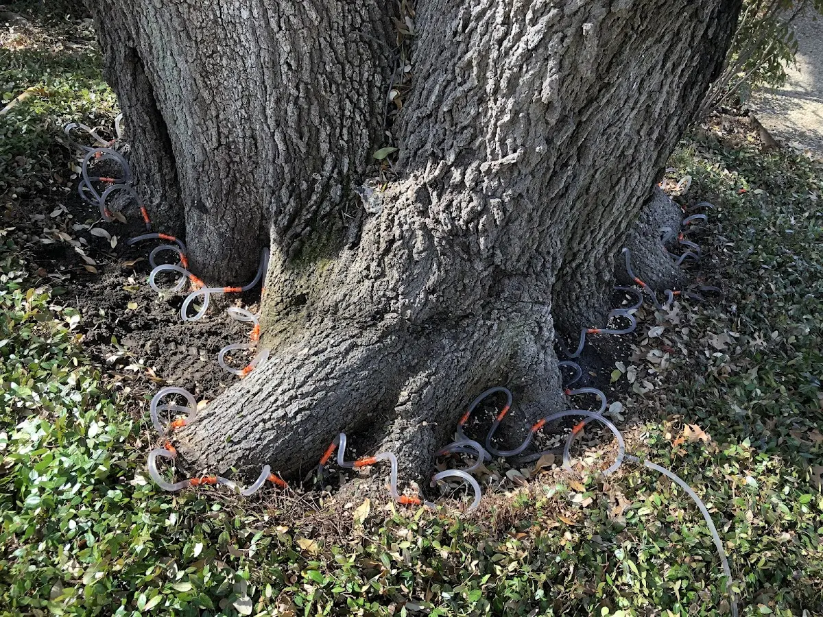 Detailed Tree Cabling and Bracing job site in Herrick