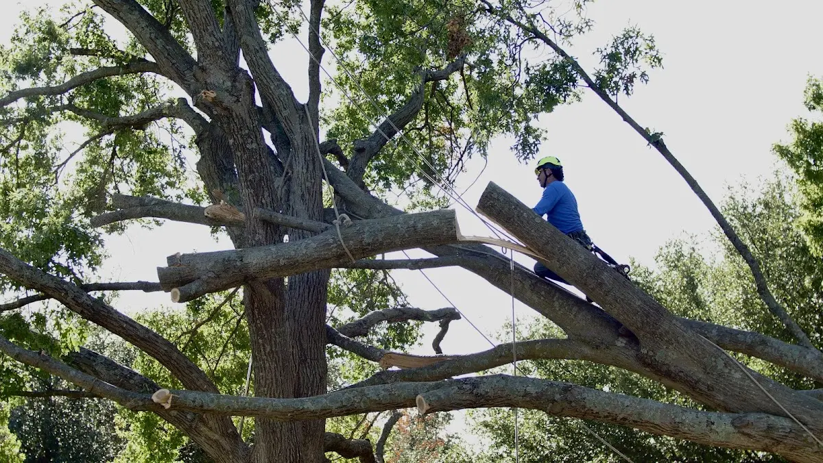 Professional Crown Thinning performed by certified arborists in Herrick